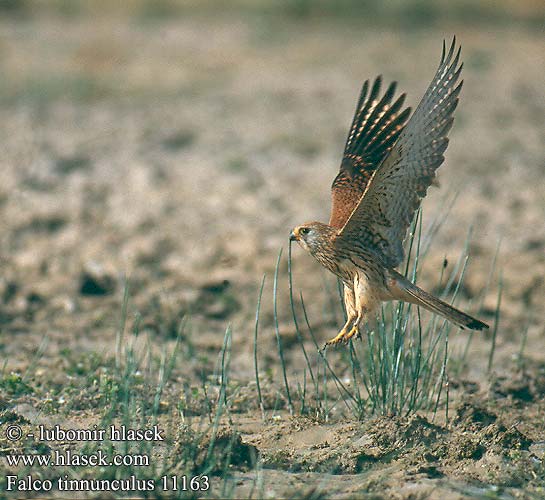 Falco tinnunculus Kestrel Turmfalke Faucon crécerelle