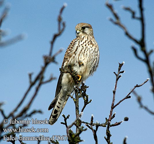 Kestrel Turmfalke Faucon crécerelle Cernícalo Vulgar