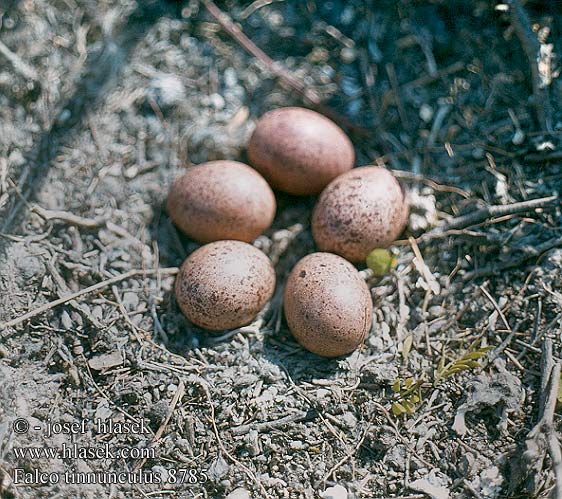 birds eggs nests Falco tinnunculus Kestrel Turmfalke