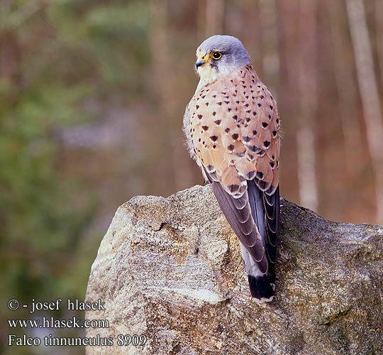 Turmfalke Faucon crécerelle Cernícalo Vulgar