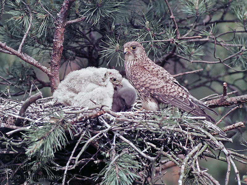 Kestrel Turmfalke Faucon crécerelle Cernícalo Vulgar Falco tinnunculus