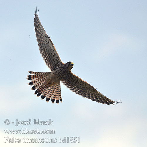 Navadna postovka Vanturel rosu Vjetruša Falco tinnunculus
