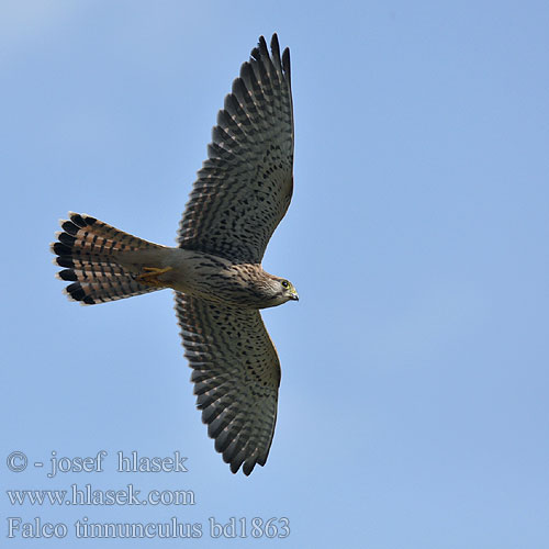 Vjetruša Falco tinnunculus Kestrel Turmfalke