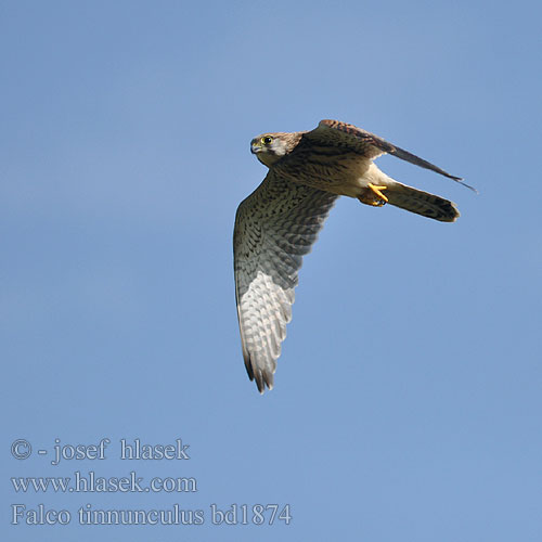 Falco tinnunculus Kestrel Turmfalke Faucon crécerelle