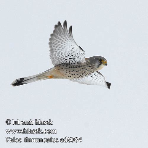 Kestrel Turmfalke Faucon crécerelle Cernícalo Vulgar