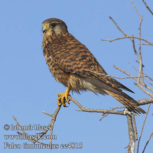 Turmfalke Faucon crécerelle Cernícalo Vulgar