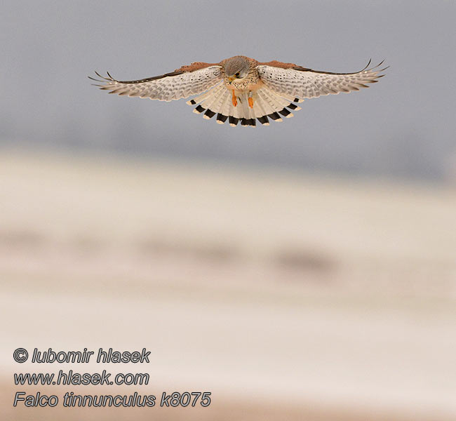 Falco tinnunculus Faucon crécerelle