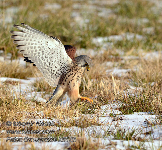 Falco tinnunculus Kestrel