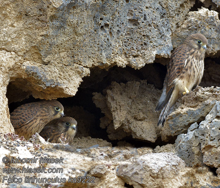 Kestrel Falco tinnunculus