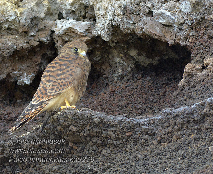 Faucon crécerelle Falco tinnunculus