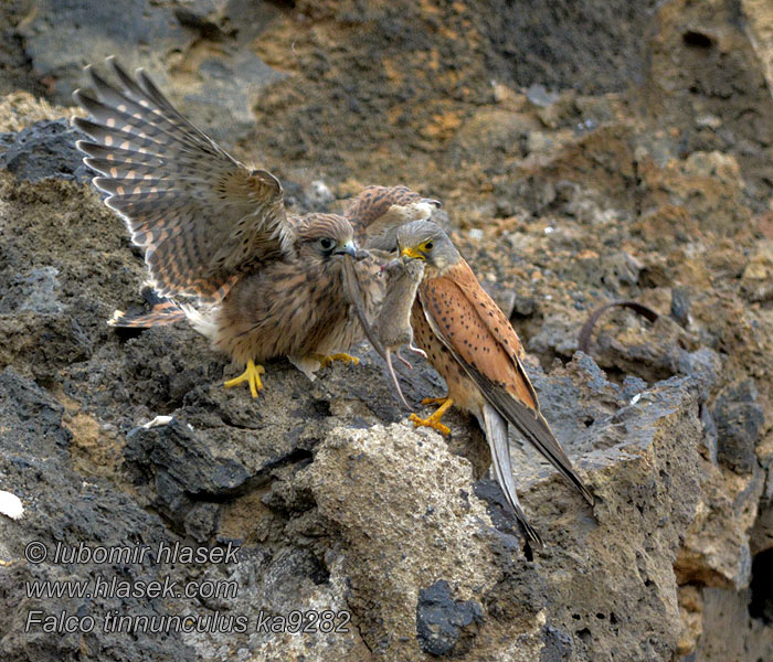 Cernícalo Vulgar Falco tinnunculus