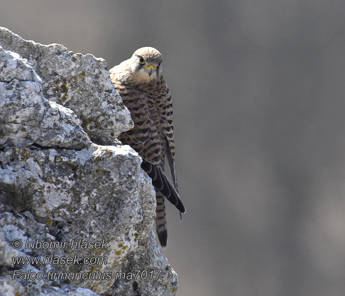 Cernícalo Vulgar Falco tinnunculus