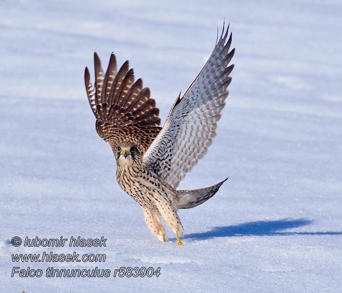 Tornfalk Peneireiro-vulgar Falco tinnunculus