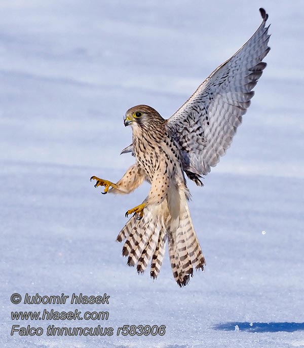 Пустельга обыкновенная Falco tinnunculus