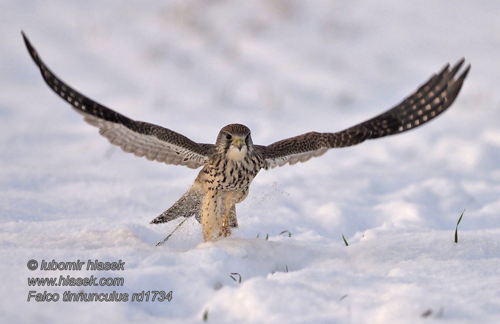 Lauku piekūns Tuuletallaja 紅隼 チョウゲンボウ Falco tinnunculus