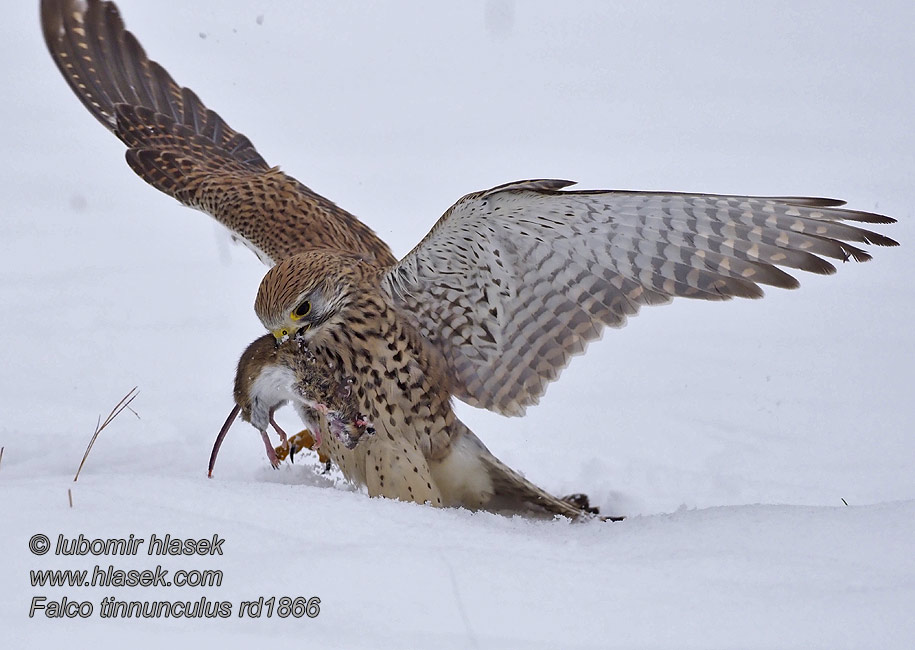 Kestrel Turmfalke Faucon crécerelle Cernícalo Vulgar Falco tinnunculus