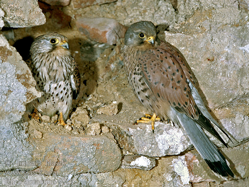 Falco tinnunculus Poštolka obecná