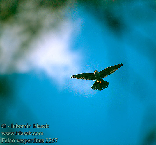 Falco vespertinus Red-footed Falcon Rotfußfalke Faucon kobez Cernícalo Patirrojo Poštolka rudonohá Aftenfalk Roodpootvalk Punajalkahaukka Falco cuculo Aftenfalk Aftonfalk Punajalg-pistrik Μαυροκιρκίνεζο Falcão-de-pés-vermelhos Кобчик Kobczyk Sokol kobcovitý Kék vércse 西红脚隼 ニシアカガシラチョウゲンボウ البزيق Кібчик Westelike Rooipootvalk Ala doğan בז ערב Вечерната ветрушка Crvenonoga vjetruša Vanturel seara Rdečenoga postovka Siva vetruška