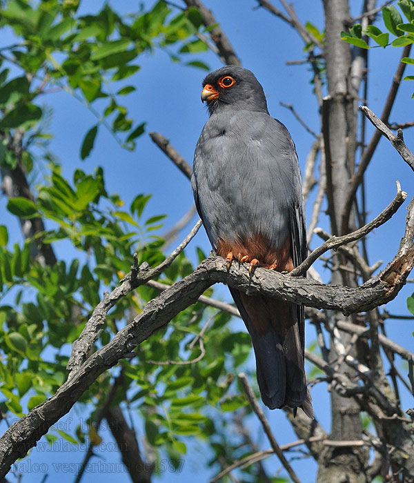 Red-footed Falcon Falco vespertinus