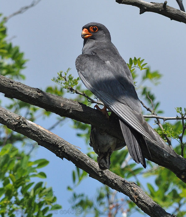 Faucon kobez Falco vespertinus
