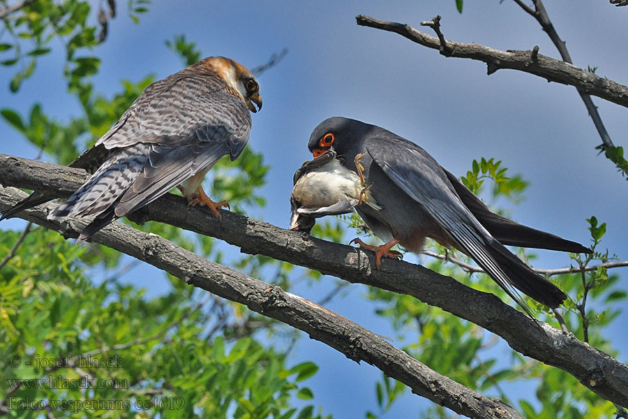 Cernícalo Patirrojo Falco vespertinus