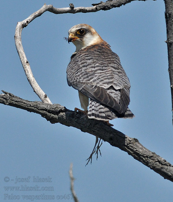 Roodpootvalk Falco vespertinus