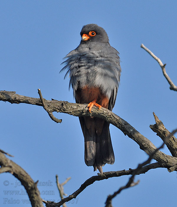 Punajalkahaukka Falco vespertinus