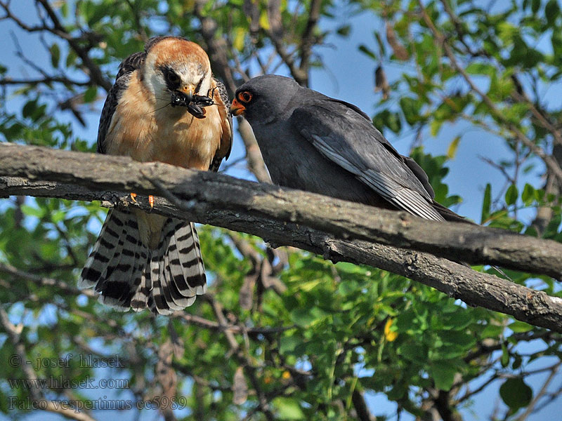 Falco cuculo Falco vespertinus
