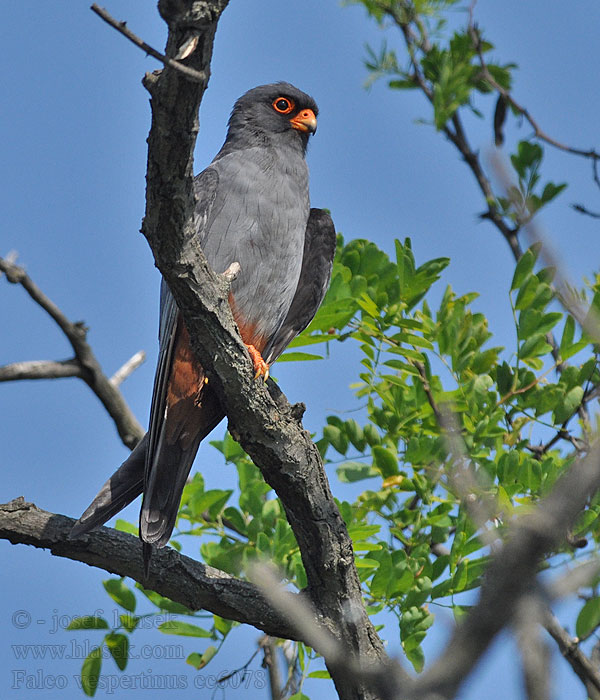 Falcão-de-pés-vermelhos Falco vespertinus