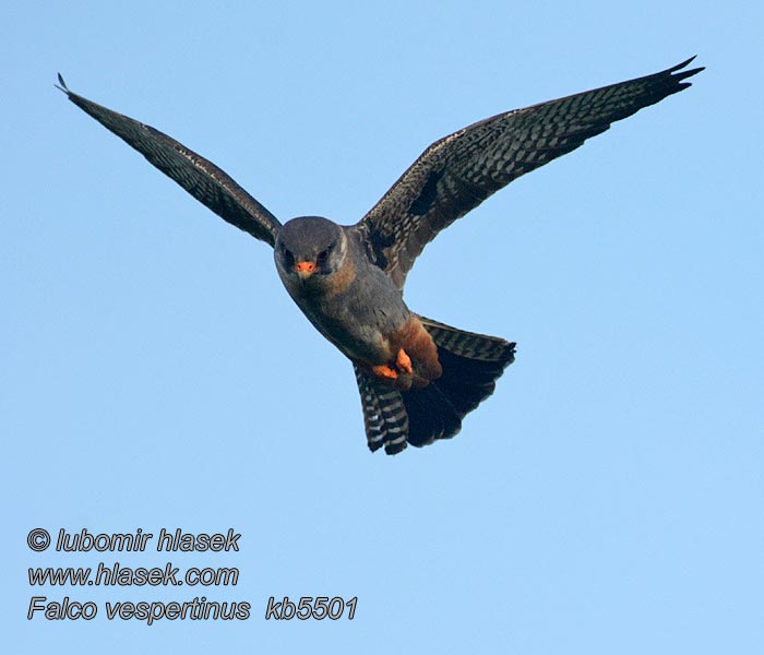 西红脚隼 Falco vespertinus