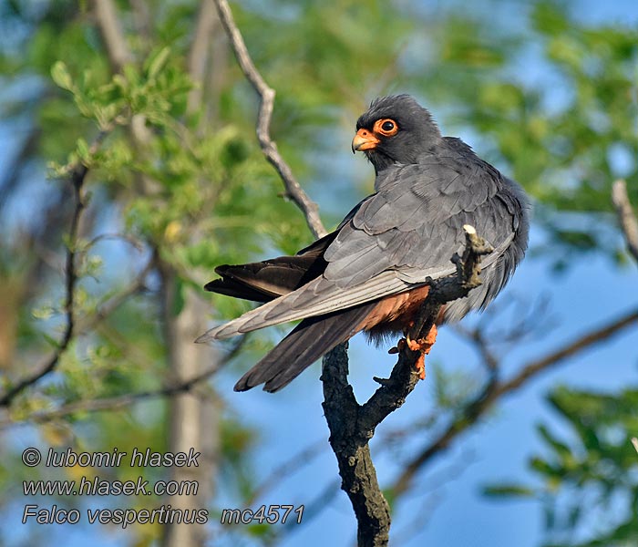 البزيق Falco vespertinus