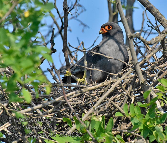 Westelike Rooipootvalk Falco vespertinus