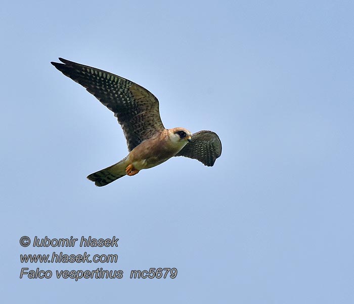 Falco vespertinus