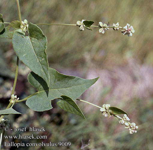 Fallopia convolvulus 9009 CZ: opletka obecná