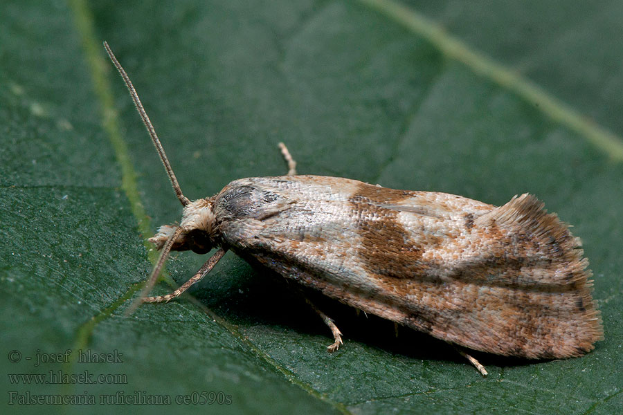 Falseuncaria ruficiliana Primulabladroller