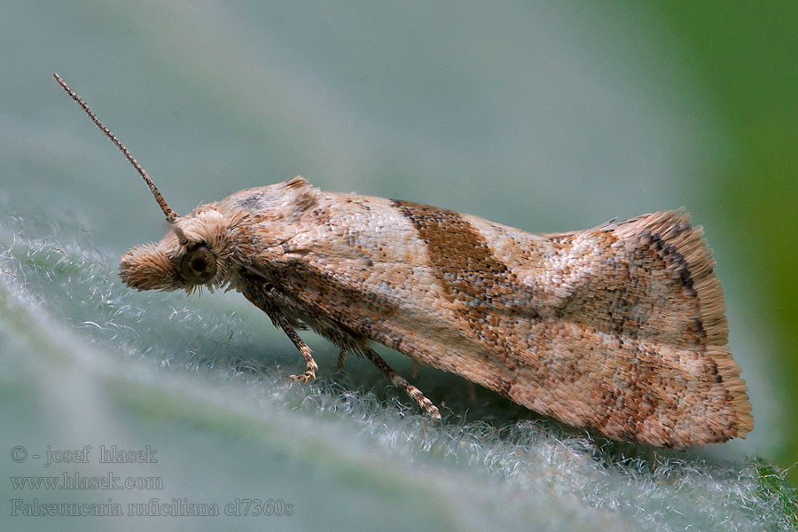 Falseuncaria ruficiliana Gullviveblomvecklare