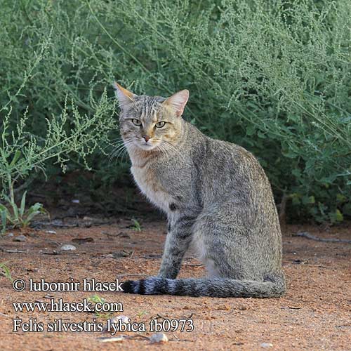 Felis lybica African Wildcat Kočka plavá Falbkatze Gat salvatge africà Afrička divlja mačka Afrikaanse wilde kat リビアヤマネコ Afrikansk villkatt Kot nubijski Степная кошка Aavikkokissa Falbkatt Afrika yaban kedisi Степова кішка 非洲野貓 Vaalboskat Afrikanske vildkat Chat sauvage africain Gatto africano Afrikai vadmacska Gato montes africano