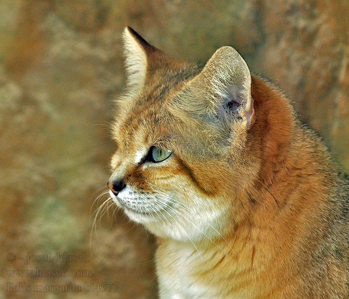 Барханный кот Kot pustynny Gato arenas 沙漠猫 Sandkatten Mačka púšťová