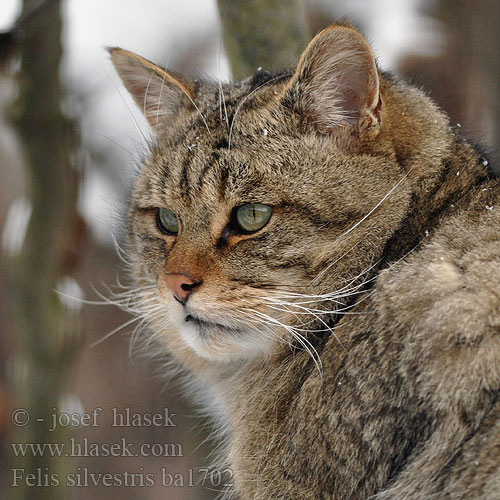 Vadmacska Wildkatze Żbik europejski Divlja Divja Mačka divá