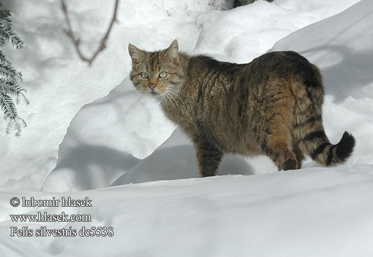 Kočka divoká Gato Silvestre vildkatt Лесная кошка Дива котка