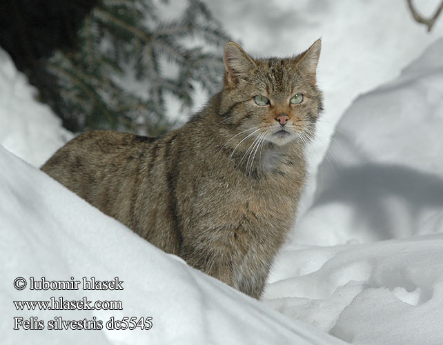 Лесная кошка Дива котка Αγριόγατα της Ευρώπης