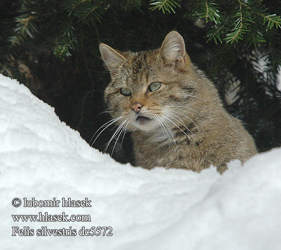 야생고양이 Vilpišys Villkatt Gato bravo Pisică sălbatic