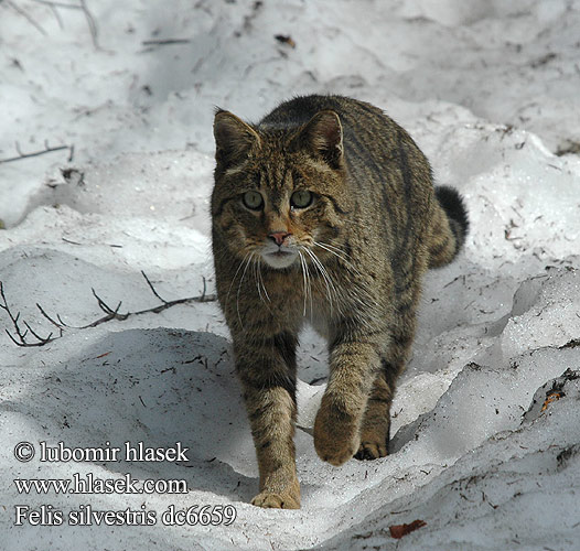 Felis silvestris dc6659