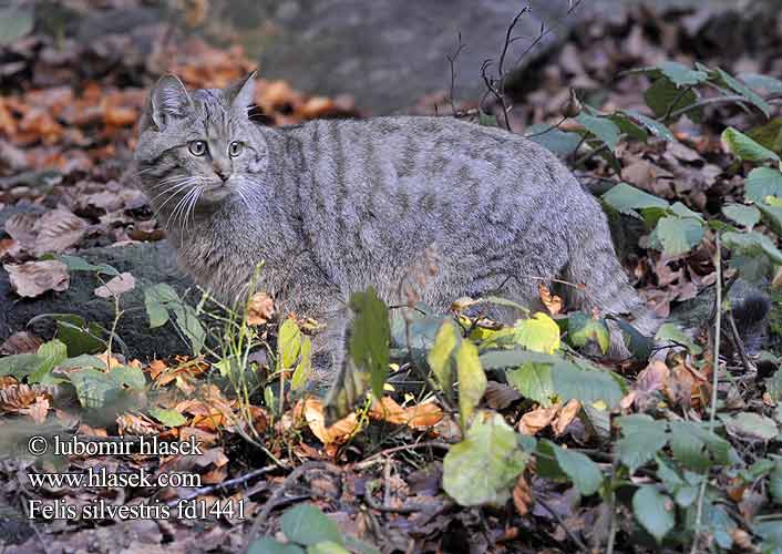 Gatto Selvatico Vadmacska Wildkatze Żbik europejski Divlja Divja Mačka