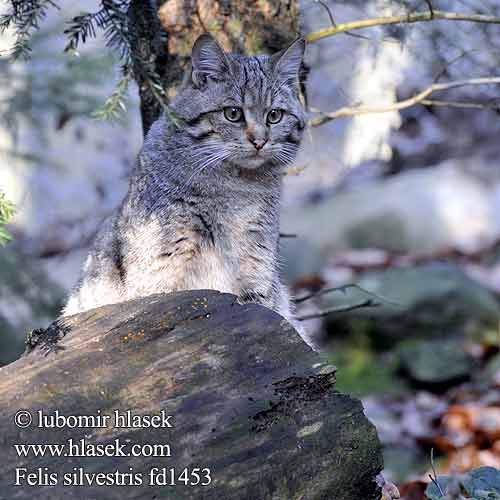 Vadmacska Wildkatze Żbik europejski Divlja Divja Mačka divá