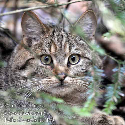 Wildkatze Żbik europejski Divlja Divja Mačka divá Kočka divoká