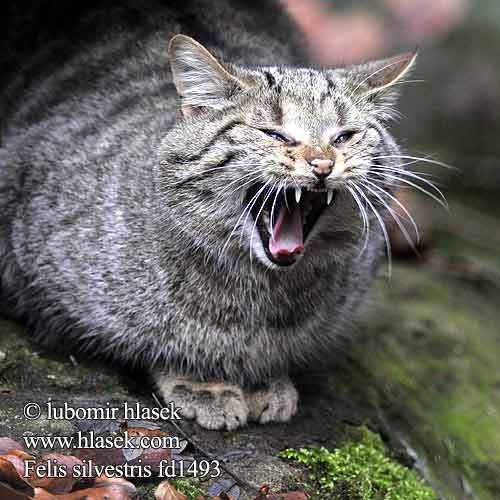 Felis silvestris fd1493