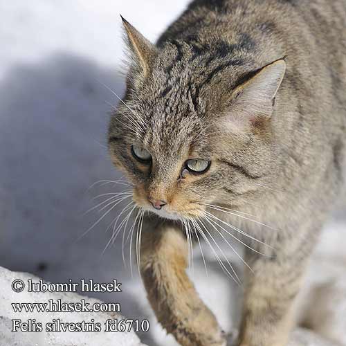 Mačka divá Kočka divoká Gato Silvestre vildkatt