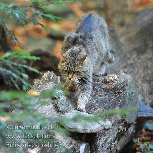 Kočka divoká Gato Silvestre vildkatt Лесная кошка Дива котка