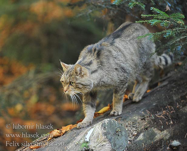 Gato Silvestre Vildkatt Лесная кошка Дива